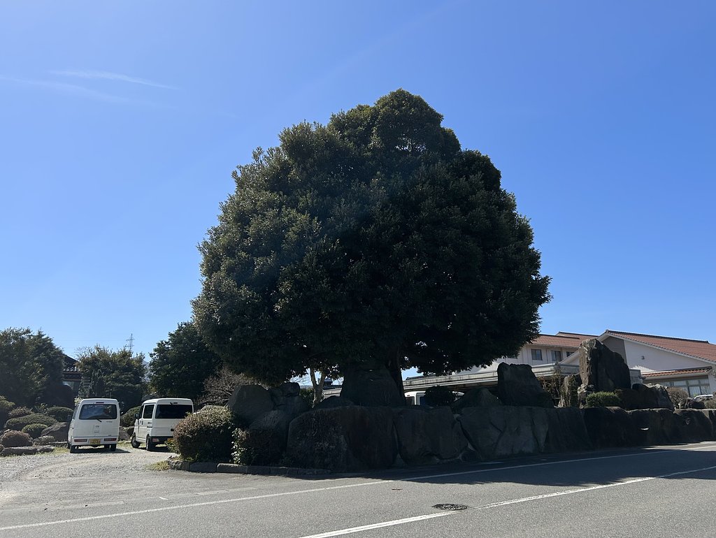 大木