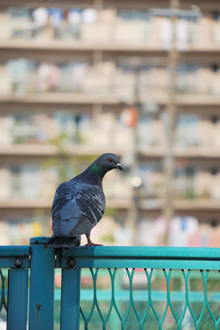 鳩