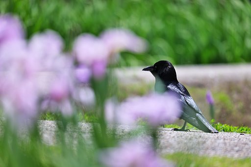 カラスの花見