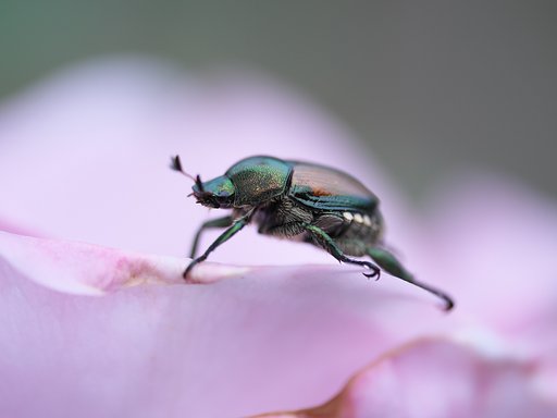6月20日の写真