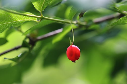 透ける種