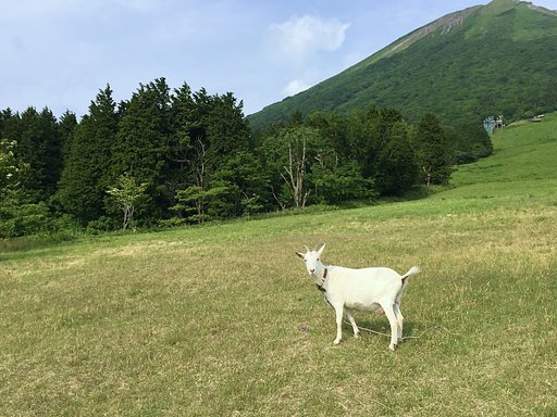 ヤギ