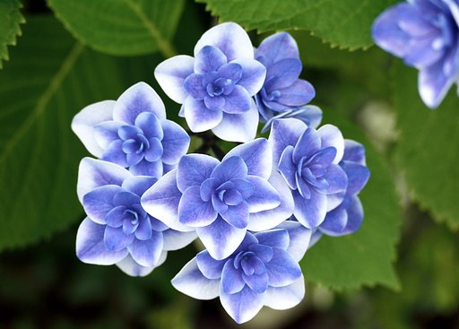 アジサイサイ