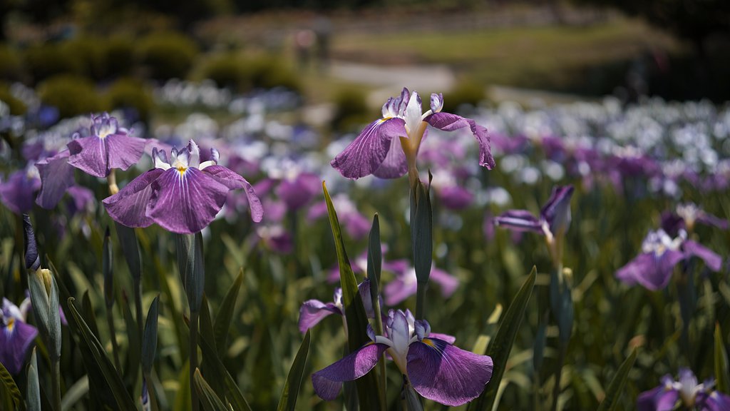 ハナ菖蒲