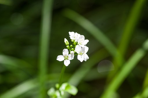 小さく白く輝く