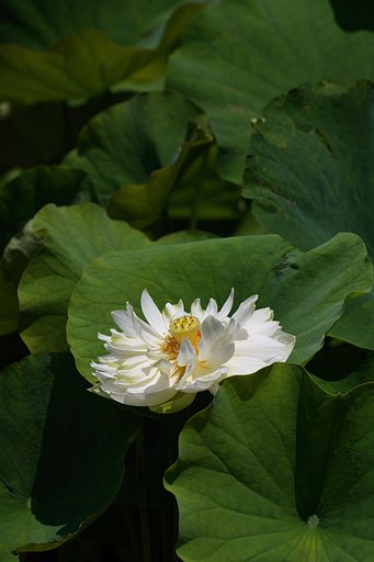 開花宣言