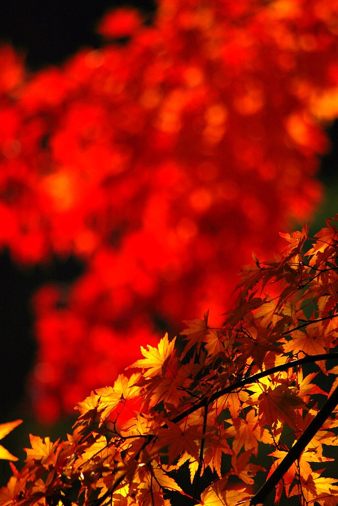 城峰公園の紅葉