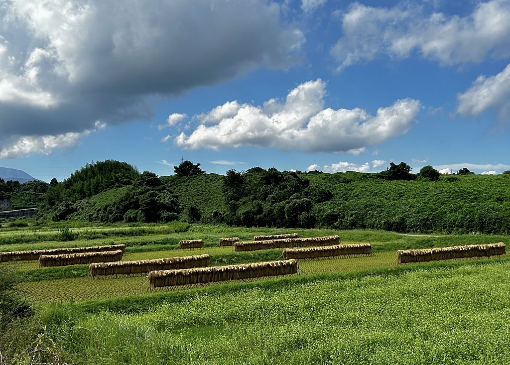 稲のハデカケ風景