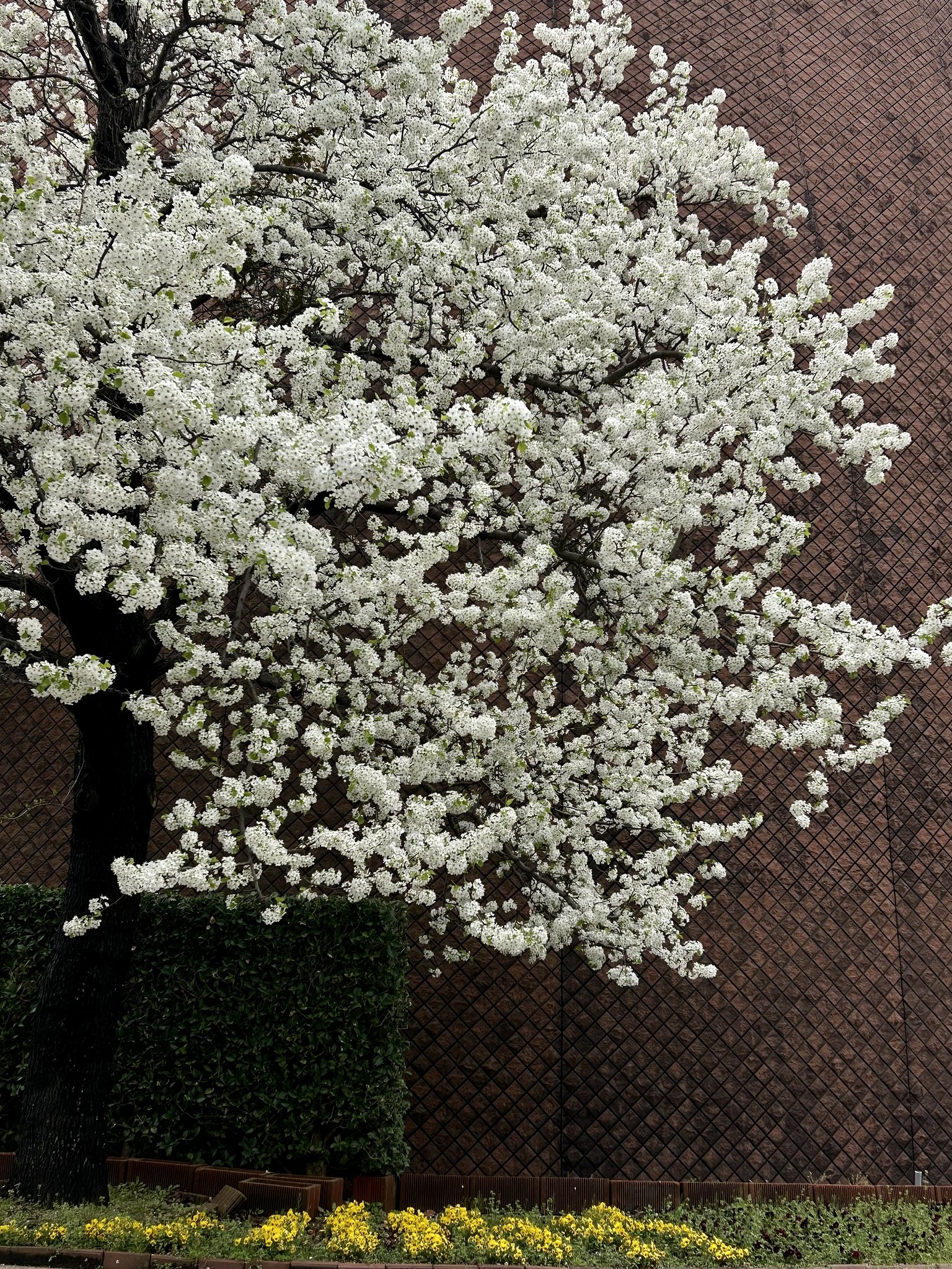 梨の花