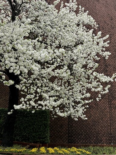 梨の花