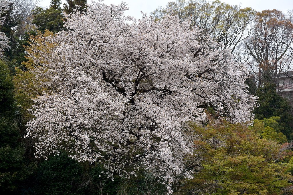 桜