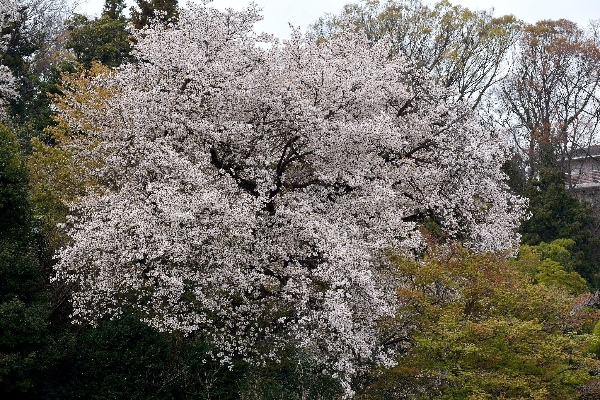 桜