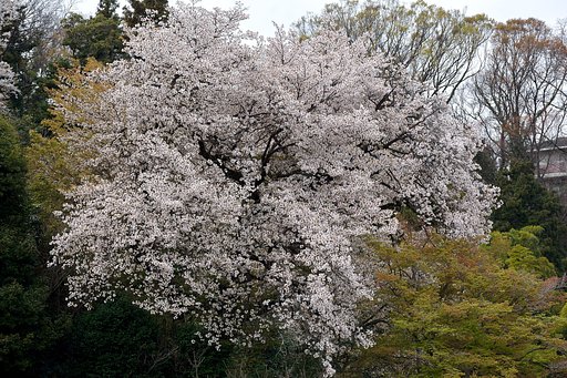 桜