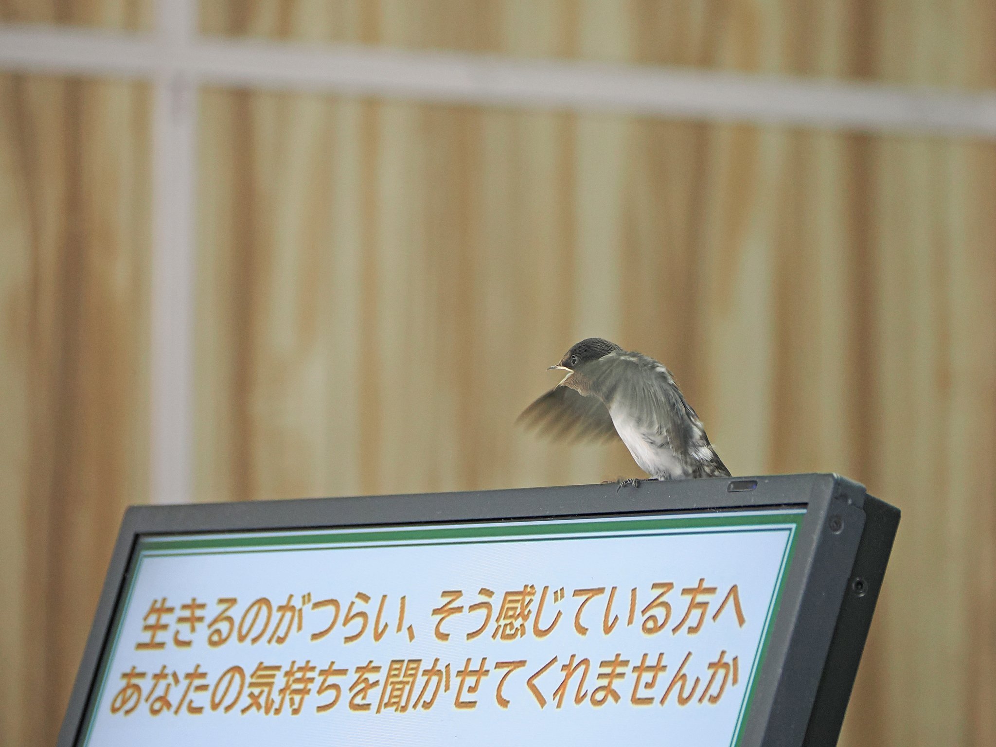 お悩み相談