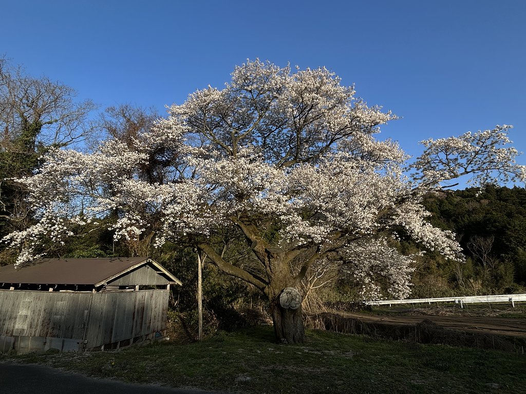 大山(おおやま) 🌸