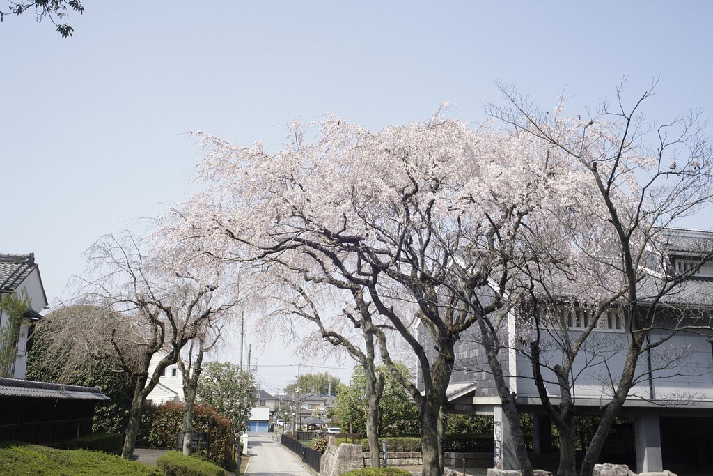 【光】定常光