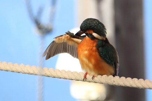 カワセミ・おしゃまさん