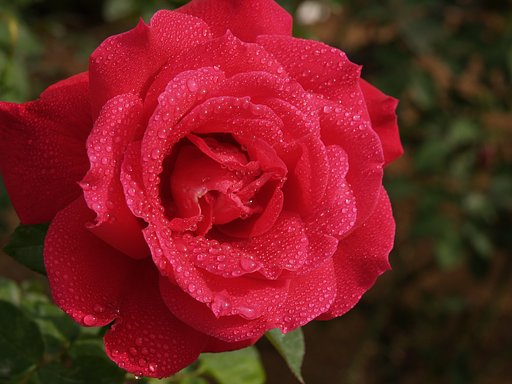 秋薔薇