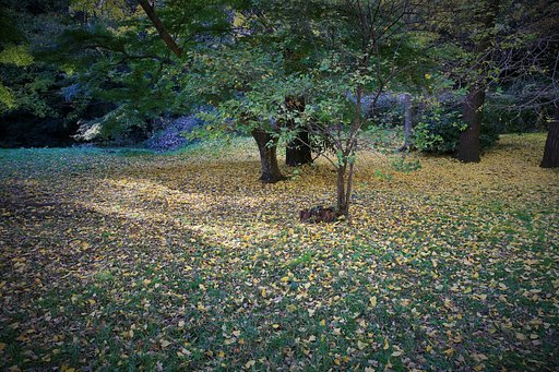【銀杏】落ち葉