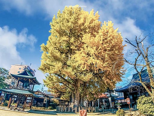 【銀杏】飛騨国分寺