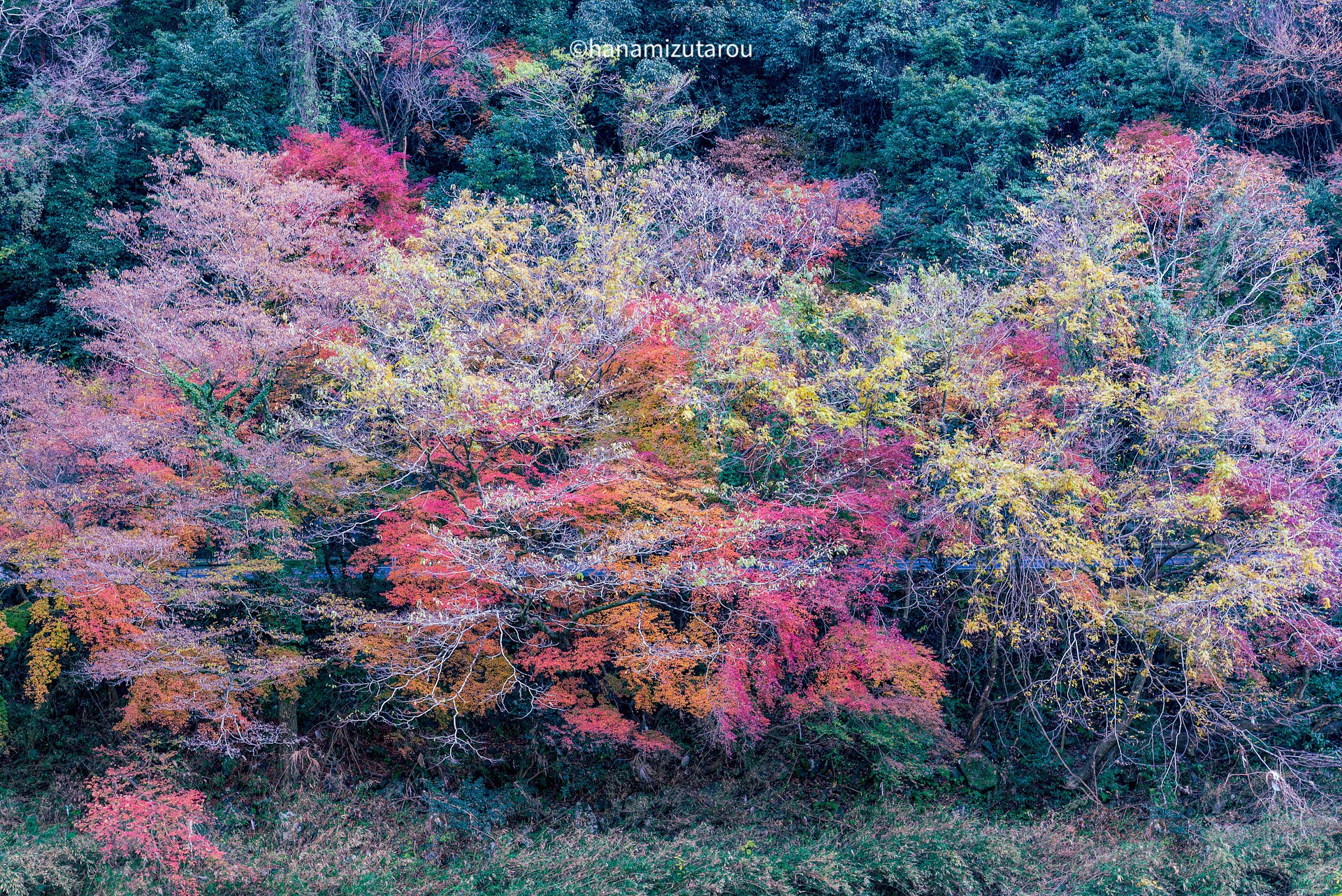 紅葉ハイキング