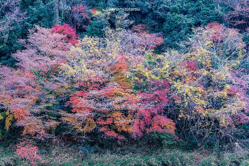 紅葉ハイキング