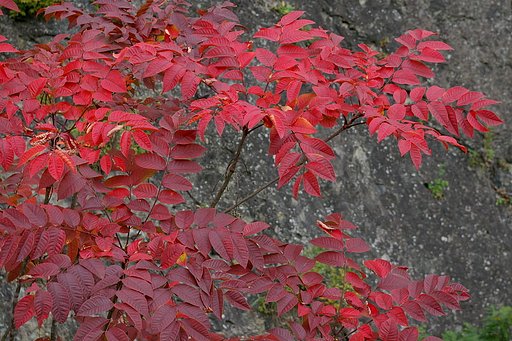 ウルシ紅葉盛り