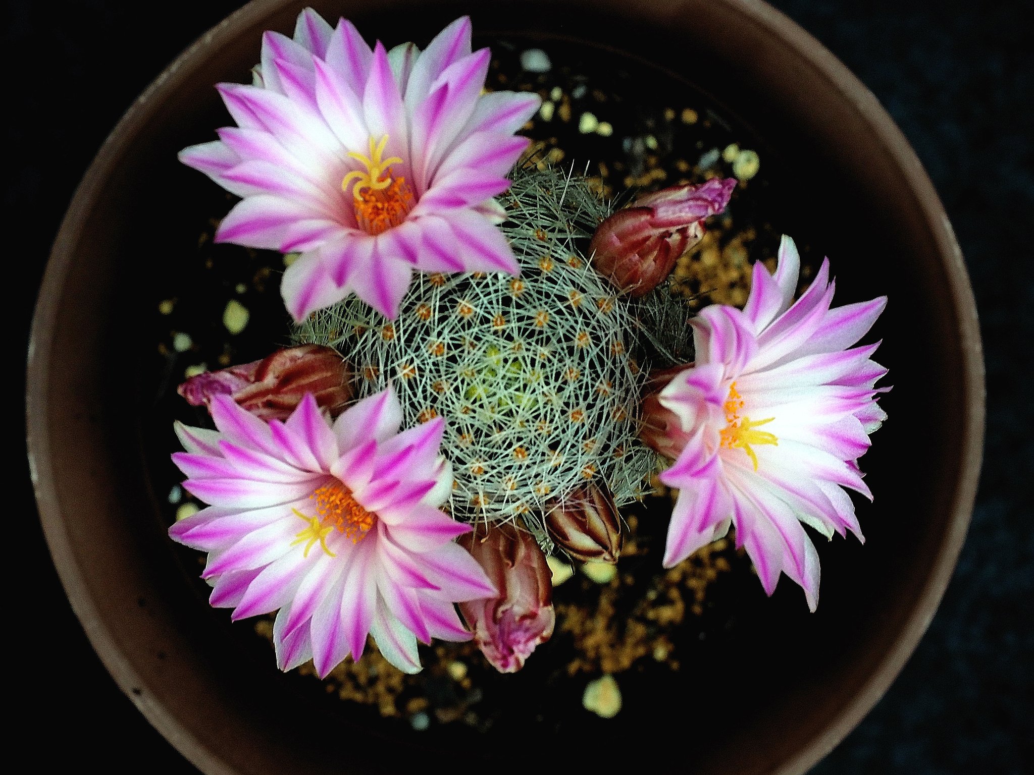 サボテンの花