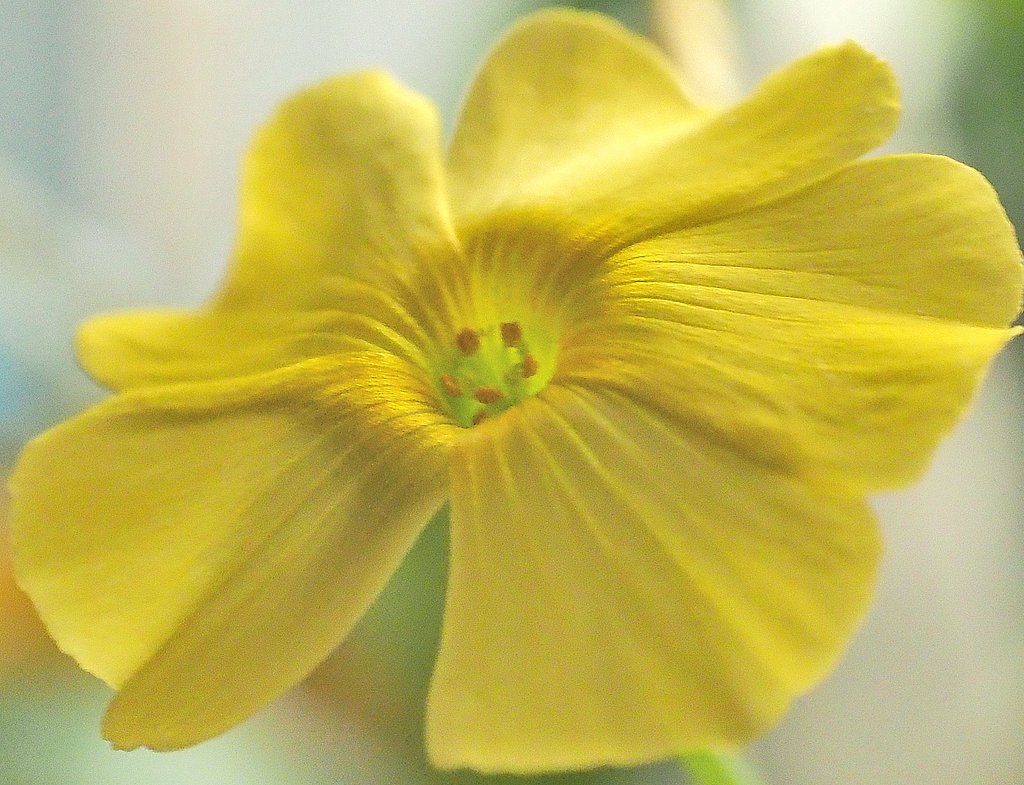 ツヤカタバミの花