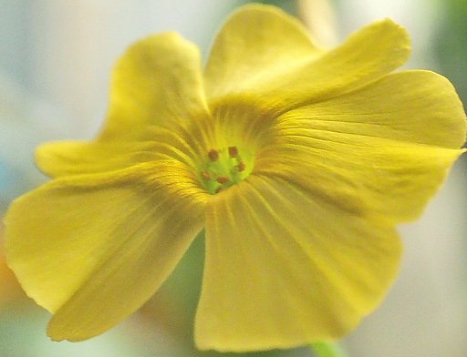 ツヤカタバミの花