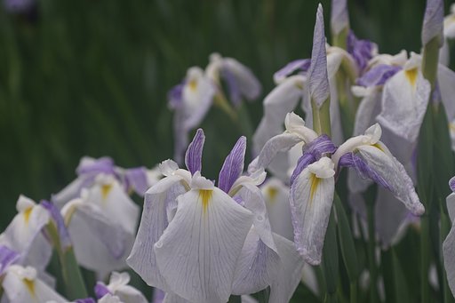 花菖蒲