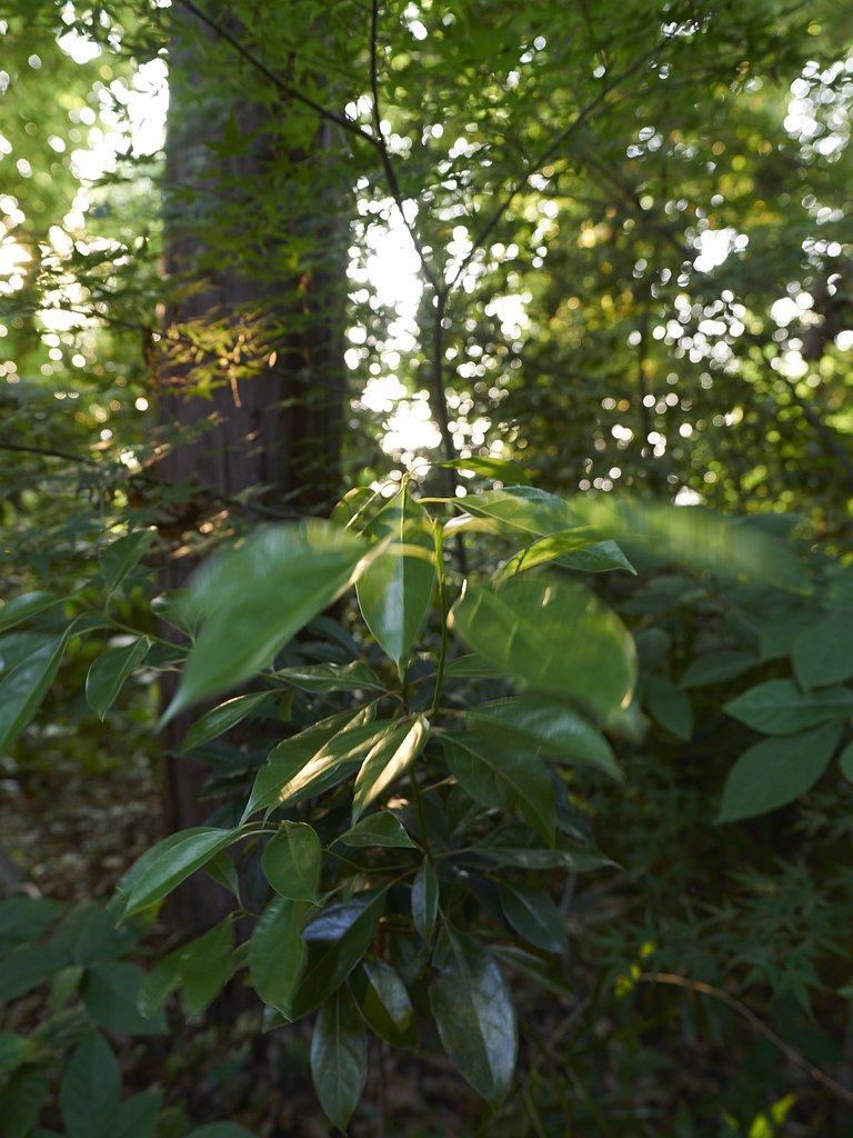 雑感