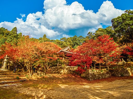 【情景】紅葉