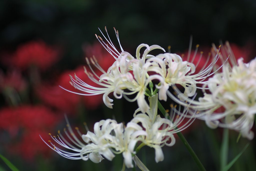 Tamron 90mm f2.8 macro 172E