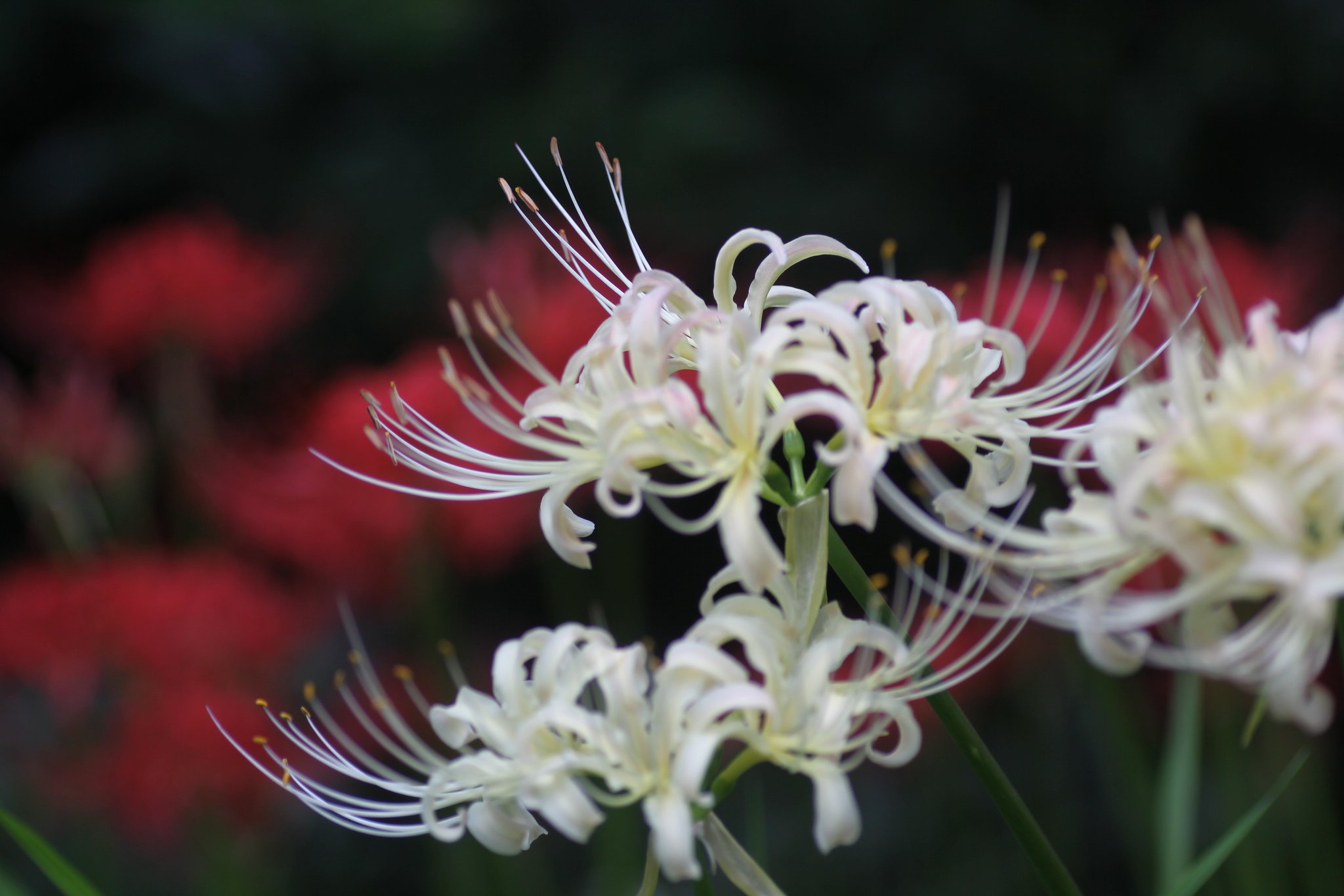 Tamron 90mm f2.8 macro 172E