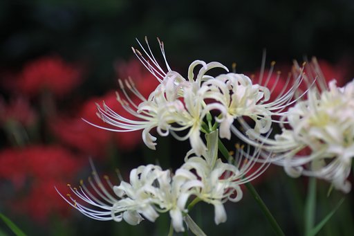 Tamron 90mm f2.8 macro 172E