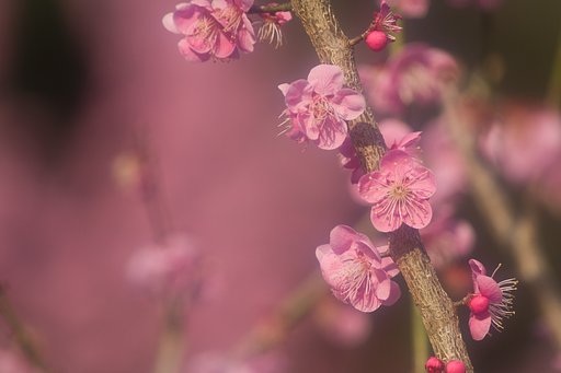 春霞みⅡ