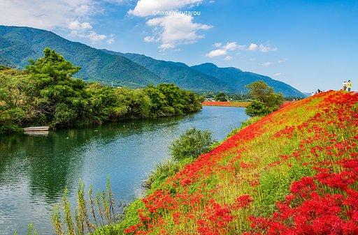 【情景】彼岸花散策