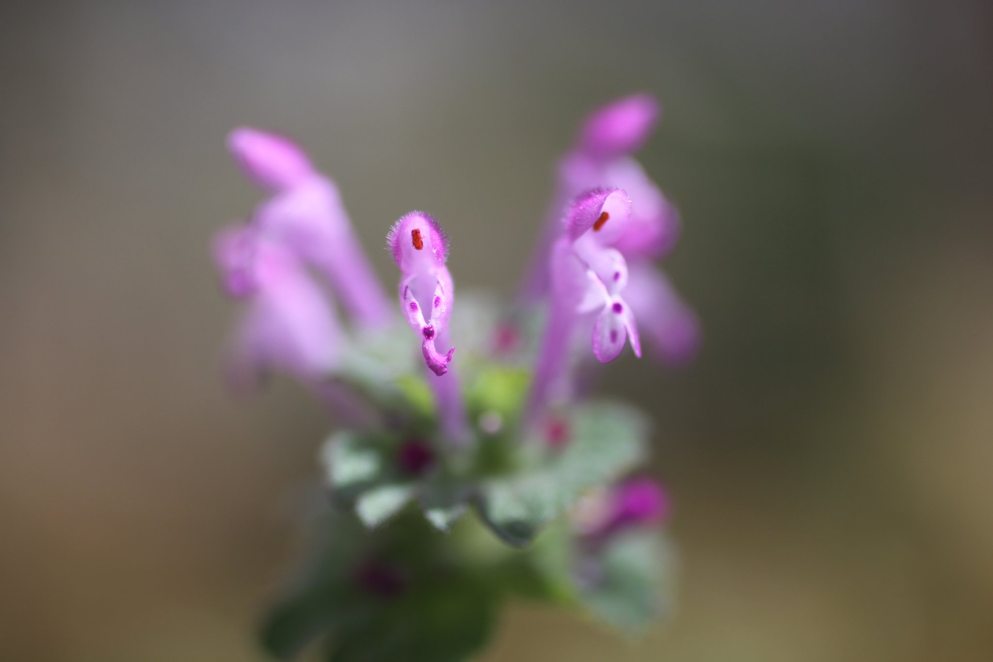 Canon 50mm f2.5 compact macro 