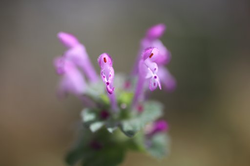 Canon 50mm f2.5 compact macro 