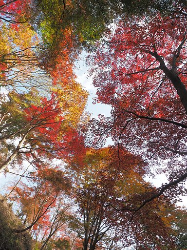 秋彩パレット