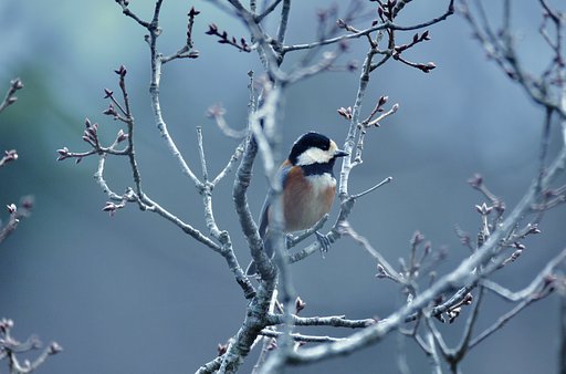3月22日の写真