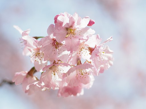 桜第一陣～新宿御苑～