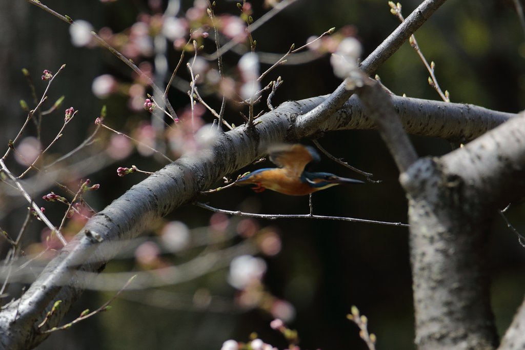 桜とカワセミ