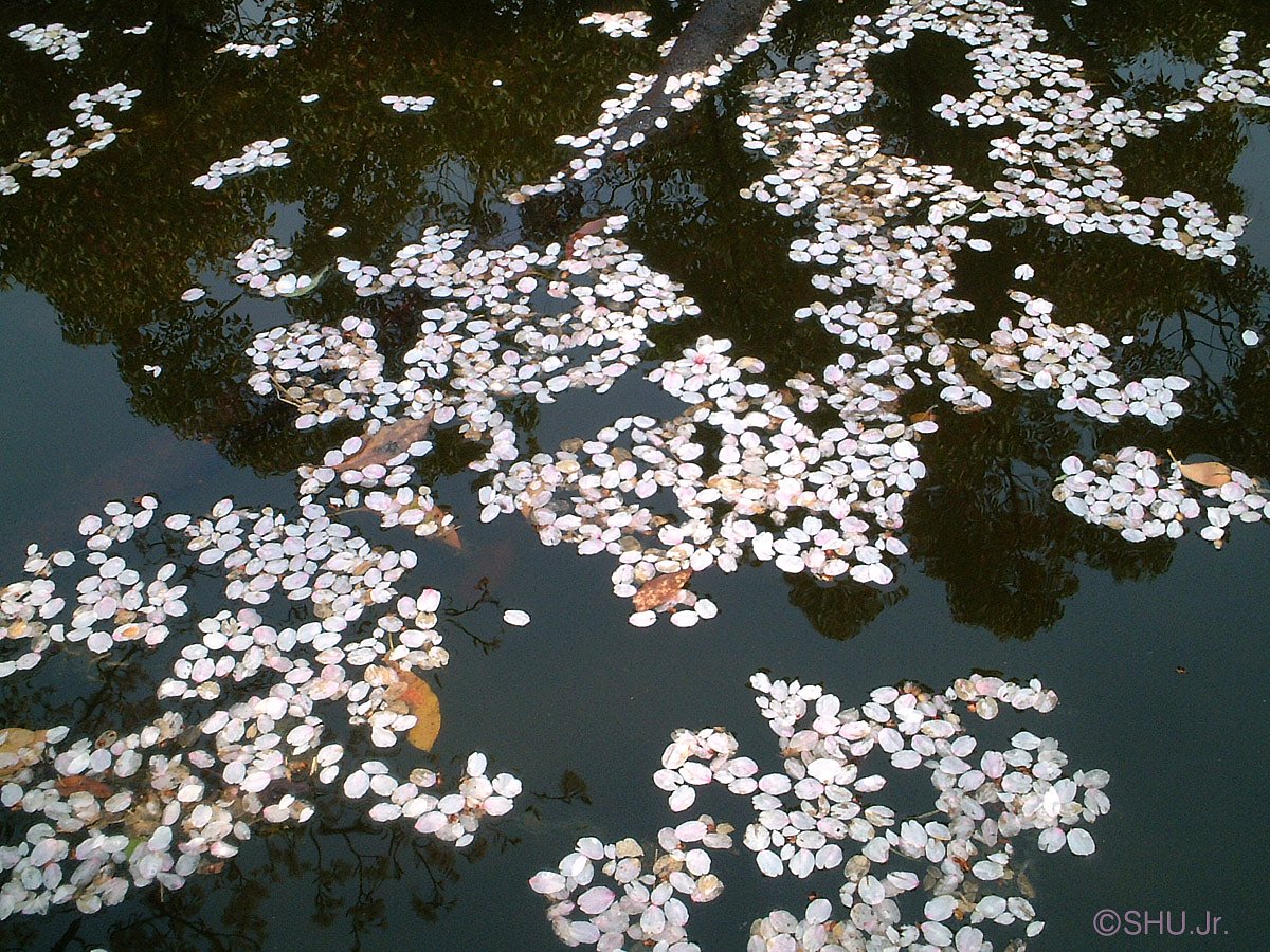散桜