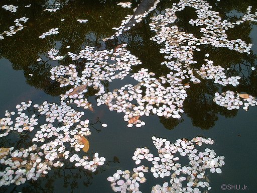 散桜