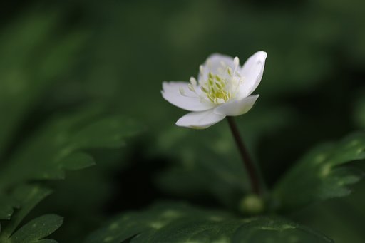 Tamron 90mm f2.8 macro 172E