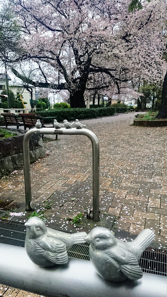 桜に別れを告げる朝
