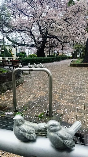 桜に別れを告げる朝