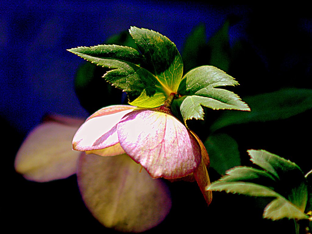 Canon FD70-210mmF4